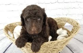 Find standard poodle in dogs & puppies for rehoming | 🐶 find dogs and puppies locally for sale or adoption in canada : Poodles Of Piedmont Akc Standard Poodle Breeder Near Charlotte Nc