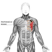 The pectoralis major flexes the humerus, the bone of the upper arm, (picking up a baby), it draws the humerus away from the body (bringing the arms up i will provide some stretches for pectoralis major and minor in the next post and soon get into the trapezius, a back muscle meant to work in opposition. Pectoralis Minor Physiopedia