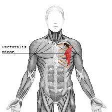 It acts on the shoulder and scapula, with its biggest role being shoulder horizontal adduction. Pectoralis Minor Physiopedia