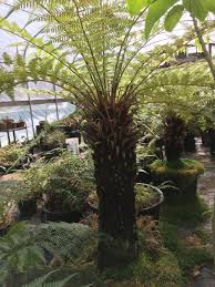 Image result for Dryopteris antarctica