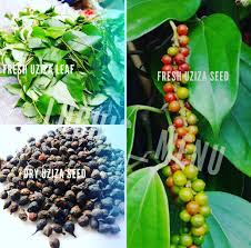 Image result for Piper guineense