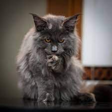 5 Fakta Maine Coon Kucing Rumahan Yang Berbadan Raksasa