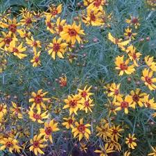 Coreopsis grandiflora are exuberant plants and will happily spread out in a garden. Coreopsis Tinctoria Mardi Gras Tickseed Mardi Gras In Gardentags Plant Encyclopedia