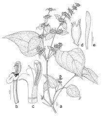 Image result for Achyrospermum laterale