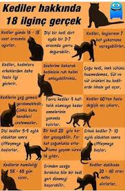 Sufficiency Adli Kullanicinin Minik Dostlarimiz Panosundaki Pin Ilginc Gercekler Kedi Gercekler