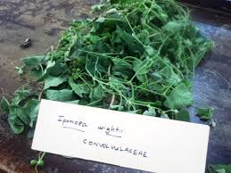 Image result for Ipomoea wightii