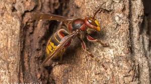 The race is on to keep asian giant hornets from spreading in the pacific northwest. Experts Say Asian Giant Hornet Also Known As Murder Hornet Not A Threat In North Carolina Yet Abc11 Raleigh Durham