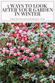 As the most seriéfilos would say winter is coming! 5 Ways To Look After Your Garden In Winter Me Him The Dog And A Baby