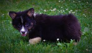 Does your corgi puppy need behavior correction? Corgi Puppies Pets And Animals For Sale Ohio
