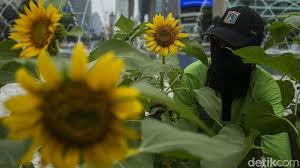 Kebun bunga matahari ini terletak di jakarta barat. Icfxmync Tymtm