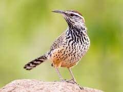 Wrens,being small are eaten by many predators.cats,snakes and sharp shinned hawks are the major predators.in spite of this,the wren. Cactus Wren Overview All About Birds Cornell Lab Of Ornithology