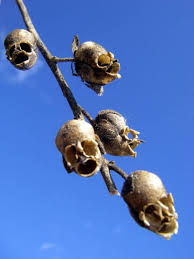 5 out of 5 stars (89) sale price $2.77 $ 2.77 $ 3.69 original price $3.69 (25% off) favorite add to. Snapdragon Flowers Turn Into Macabre Human Looking Skulls When They Die Metro News