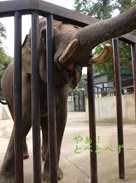 The site owner hides the web page description. å¸‚åŽŸãžã†ã®å›½ã«è¡Œã£ã¦ããŸ 2018 ã‚„ã ã¨ã¹ã¨ã¹ãšãƒ¼ä¸ŽèŒ‚é§„ ã‚ˆã‚‚ã  ãã‚ã¨ã‚ ã¨ã¹å‹•ç‰©åœ'ã§æš®ã‚‰ã™ã‚¢ãƒ•ãƒªã‚«ã‚¾ã‚¦ã®ãƒ–ãƒ­ã‚°