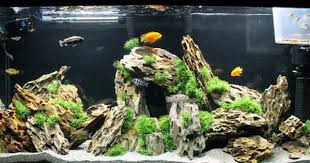 Pin On Fish Tank Ideas