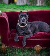 Besides being endowed with the best physical traits, their dogs are trainable, confident, smart, and fearless. Ch Viva Fyreland Cane Corso Breeder Columbus Ohio
