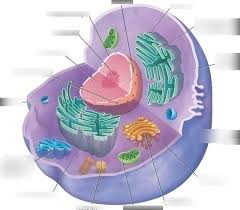 Check spelling or type a new query. Animal Cell Diagram 1 8 Organelles Diagram Quizlet