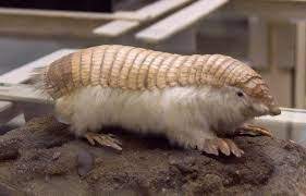Image Result For Chlamyphorus Truncatus Photo Pink Fairy Armadillo Fairy Armadillo Armadillo Animal