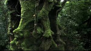 Select from premium forest canopy of the highest quality. Rainforest Beneath The Canopy Part 01 Youtube