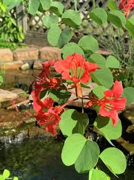 Image result for Bauhinia galpinii