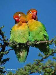 pin em birds of all kinds