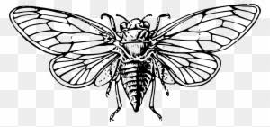 100% free insect coloring pages. Cicada Clipart Free Transparent Png Clipart Images Download