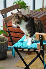 5 long haired cats that make great pets. 12 Ways To Make Your Balcony Cat Proof The Makeup Dummy