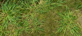 The name crabgrass is actually an umbrella for numerous related species. What Is Crabgrass Weed Management Advice From The Pros Abc Blog