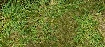 Learn why crabgrass will grow in a lawn and how to prevent crabgrass from germinating in a lawn without using lawn chemicals. What Is Crabgrass Weed Management Advice From The Pros Abc Blog