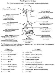 Physioex digestive system answers unit 27: 29 The Digestive System Worksheet Answers Free Worksheet Spreadsheet