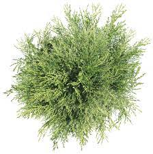 Tree png top view png. Transparent Tree Top View Png Images Trees Top View Tree Photoshop Top View