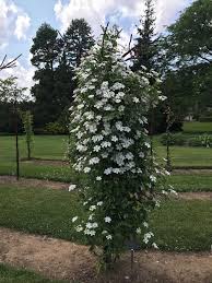 These are probably the most common kind of clematis and the ones people think of first. Collecting Clematis Royal Botanical Gardens