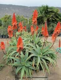 Image result for Aloe arborescens