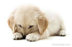 Image result for golden retriever puppy