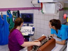 Maybe you would like to learn more about one of these? Clinique Veterinaire Du Ried Bischwihr Pres De Colmar
