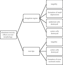 Aluminum Toxicity In Plants An Overview Sciencedirect