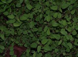 Image result for Melochia melissifolia