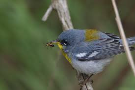 Birds Native To Oklahoma Northern Parula Today At Lake Thunderbird In Central Oklahoma Birds In 2020 Birds Bird Lake
