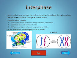 Division and expansion activity throughout devel By Devin Marion Main Credits Plant Cell Animal Cell Quiz Definitions Credits Title Mitosis Cell Cycle Mutations Ppt Download