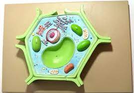 Check spelling or type a new query. 20 Plant Cell Model Ideas Your Students Find Them Interesting Plant Cell Model Plant Cell Project Plant Cell