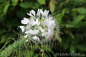 Pin On Flowers Stock Photography
