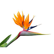 Strelitzia Reginae