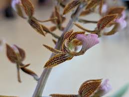 Image result for Angraecopsis amaniensis