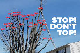 Russell Tree Experts Stop Don T Top