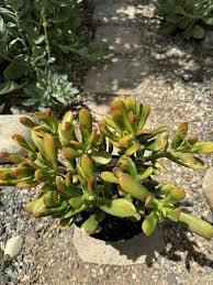 Image result for Crassula zombensis