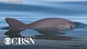 La vaquita marina se encuentra en el mar de cortéz y es el cetáceo mas pequeño del grupo de los cetáceos me fue de gran interés porque es endémica de baja california, es un animal muy amigable. Mexico May Reduce Protection For The World S Most Endangered Marine Mammals Vaquita Marina Porpo Youtube