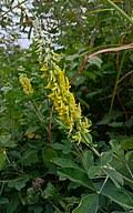 Image result for Crotalaria parvula
