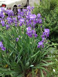 Garden Answers Plant Identification Perennials Plants Rhizome