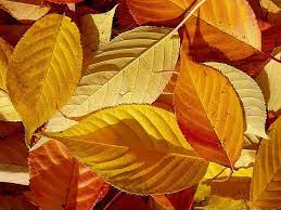 The center leaf vein is brown tomentose. Autumn Leaves Fall Foliage Nature Japanese Cherry Tree Foliage Fall Leaves Structures Colorful Autumn Colours Colorful Leaves Pikist