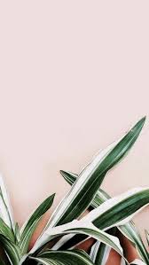 Flower Plants Green Backround Aesthetic Wallpaper Https Weheartit Com Entry Iphone Wallpaper Tropical Tumblr Iphone Wallpaper Iphone Wallpaper Plants