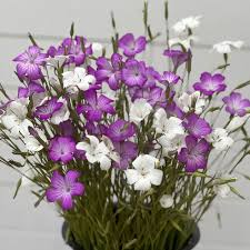 Image result for Agrostemma